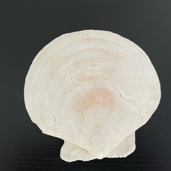 Hand-painted Seashell Lighthouse and Ocean Design 5.5” - Picture 2 of 3